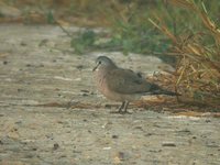 Black-billed Wood-Dove - Turtur abyssinicus