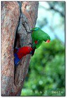 Eclectus Parrot - Eclectus roratus