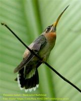 Band-tailed Barbthroat - Threnetes ruckeri