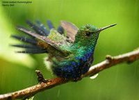Violet-bellied Hummingbird - Damophila julie