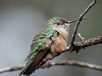 Broad-tailed Hummingbird - Selasphorus platycercus