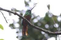 Bluish-fronted Jacamar - Galbula cyanescens