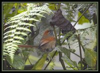 Azara's Spinetail - Synallaxis azarae