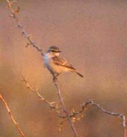 White-browed Bushchat - Saxicola macrorhyncha