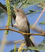 Verdin - Auriparus flaviceps