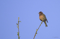 Dark-breasted Rosefinch - Carpodacus nipalensis