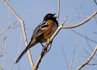 Spotted Towhee - Pipilo maculatus