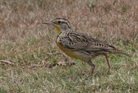 Western Meadowlark - Sturnella neglecta