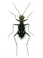 화홍깔따구길앞잡이 - Cylindera obliquefasciata