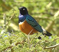 Superb Starling Lamprotornis superbus