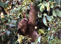 Brown-throated Three-toed sloth  