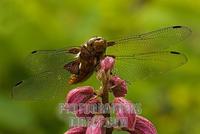 Broad bodied Chaser ( Libellula depressa ) on a Dictamnus , Germany stock photo
