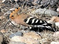 Hoopoe (Upupa epops) © Phil Farrer