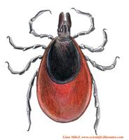 Deer Ticks (Ixodes scapularis): Female