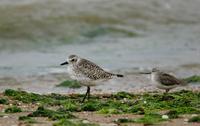 개꿩(Pluvialis squatarola) (Black-bellied Plover(Grey Plover))