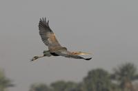 Purple Heron (Ardea purpurea)