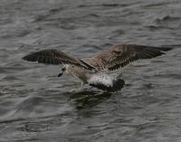 Lesser Black-backed Gull (Larus fuscus), 1K