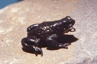 : Atelopus ignescens; Jambato Toad