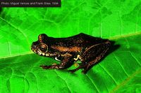 : Boophis idae