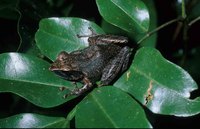 : Boophis occidentalis; Western White Lipped Treefrog