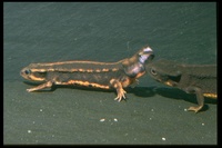 : Cynops ensicauda ensicauda