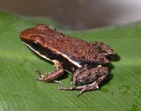 : Epipedobates boulengeri