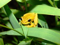 : Hypsiboas polytaenius