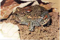 : Odontophrynus cultripes