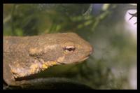 : Paramesotriton fuzhongensis