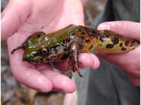 : Rana margaretae; Green Odorous Frog