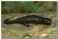 : Salamandra atra; Alpine Salamander