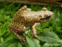 : Scinax granulatus