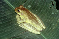 : Smilisca baudinii; Mexican Treefrog