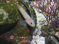 : Coryphopterus nicholsii; Blackeyed Goby