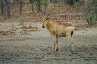 : Alcelaphus lichtensteini; Lichtenstein's Hartebeest