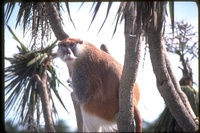 : Erythrocebus patas; Patas Monkey