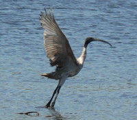 : Threskiornis aethiopicus; Sacred Ibis