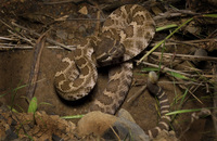 : Crotalus viridis helleri; Southern Pacific Rattlesnake