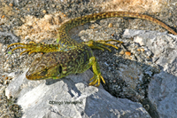 : Lacerta lepida