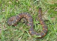 : Nerodia sipedon sipedon; Northern Water Snake