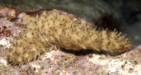 : Holothuria hawaiiensis