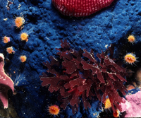 : Hymenamphiastra cyanocrypta; Cobalt Sponge;