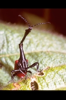 : Trachelophorus giraffa; Giraffe Weevil