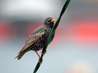 흰점찌르레기 Sturnus vulgaris | common starling