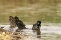 House Sparrow