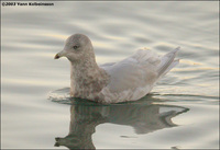 Kumlien's Gull Larus glaucoides 'kumlieni'