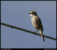 Grey Bushchat (Saxicola ferreus)