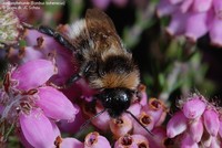 Jord-snyltehumle (Bombus bohemicus) Foto/billede af