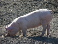 Tamsvin (Sus scrofa domesticus) Foto/billede af