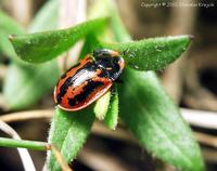 Pilemostoma fastuosa
